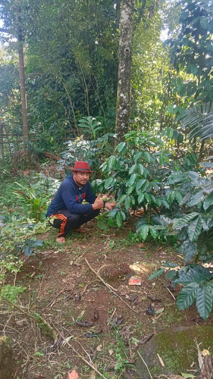 Kopi Gattareng Mulai Berbuah, Jejak Perjuangan Andi Ina Tuai Hasil